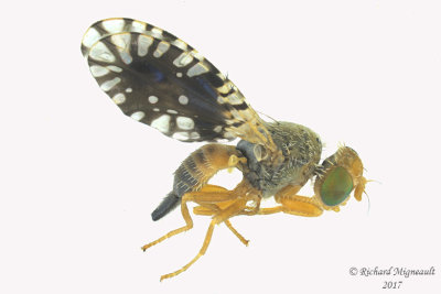 Fruit fly - Euaresta bella m17 3.7mm 