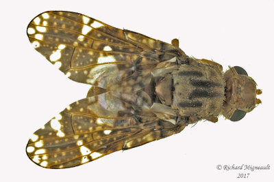 Fruit Fly - Eurosta solidaginis m17 6.1mm