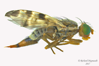 Fruit fly - Terellia ruficauda 1 m17 5.2mm