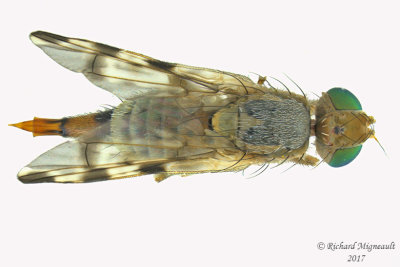 Fruit fly - Terellia ruficauda 2 m17 5.2mm