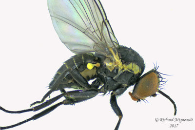 Leaf Miner Fly - Calycomyza sp1 2 m17 24mm 