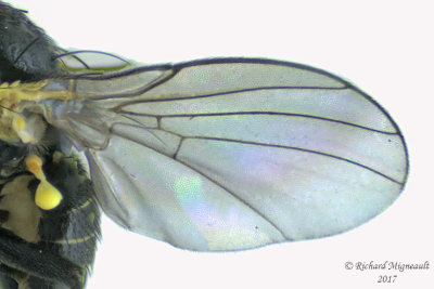 Leaf Miner Fly - Calycomyza sp1 4 m17 2.4mm 