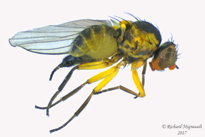 Leaf Miner Fly - Liriomyza sp2 1 m17 19mm 