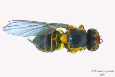 Leaf Miner Fly - Liriomyza sp2 2 m17 1.9mm 
