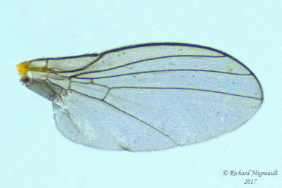 Leaf Miner Fly - Liriomyza sp2 3 m17 1.9mm