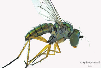 Longlegged Fly - Condylostylus, caudatus group female sp2  1 m17 3.5mm 