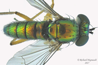 Longlegged Fly - Condylostylus, caudatus group female sp2  2 m17 3.5mm 