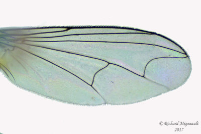 Longlegged Fly - Condylostylus, caudatus group female sp2  3 m17 3.5mm 