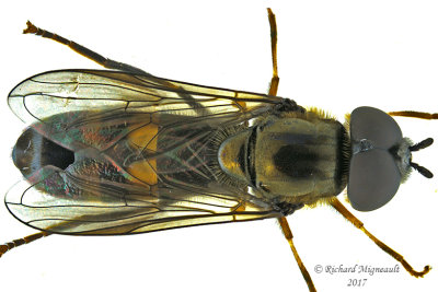 Syrphid fly - Pyrophaena rosarum 1 m17 9.8mm 