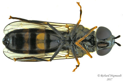 Syrphid fly - Pyrophaena rosarum 2 m17 9.8mm 