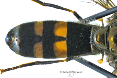 Syrphid fly - Pyrophaena rosarum 3 m17 9.8mm 