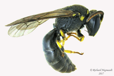 Masked Bee - Hylaeus sp1 1 m17 5.3mm