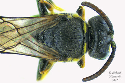 Masked Bee - Hylaeus sp1 2 m17 5.3mm 