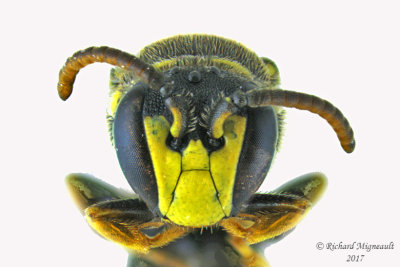Masked Bee - Hylaeus sp1 3 m17 5.3mm