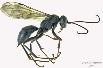 Spider Wasp - Auplopus sp 1 m17 9mm 