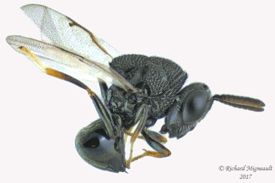 Eurytomidae - Eurytominae sp5 m17 2mm 
