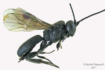 Braconid Wasp - Chelonus sp2 1 m17 3.3mm 