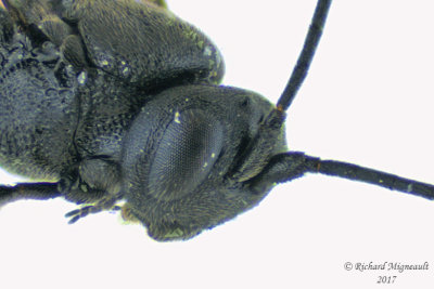 Braconid Wasp - Chelonus sp2 2 m17 3.3mm 6