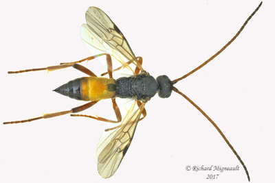 Braconid Wasp - Microgastrinae sp 1 m17 4.5mm 