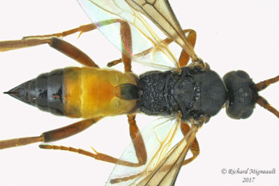 Braconid Wasp - Microgastrinae sp 2 m17 4.5mm 