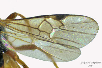 Braconid Wasp - Microgastrinae sp 3 m17 4.5mm 
