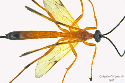 Ichneumon Wasp - Pimplinae Acrotaphus wiltii 1 m17 11.8mm 