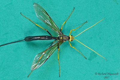 Ichneumon Wasp - Megarhyssa atrata 2 m17