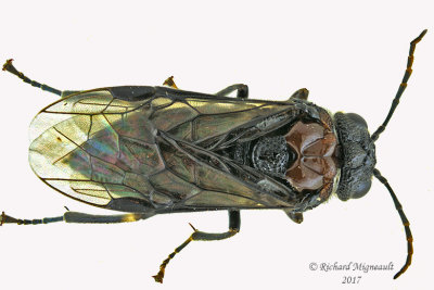 Common sawfly - Eriocampa ovata 1 m17 7.7mm 
