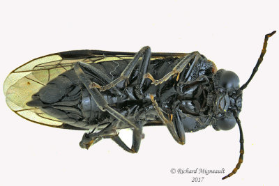 Common sawfly - Eriocampa ovata 2 m17 7.7mm 