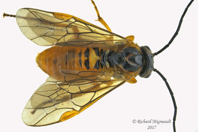 Common Sawfly - sp9 1 m17 6.4mm