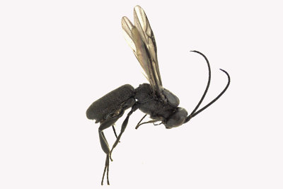 Braconid Wasp - Chelonus sp1 1 m16 3.6mm 