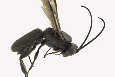 Braconid Wasp - Chelonus sp1 2 m16 3.6mm 