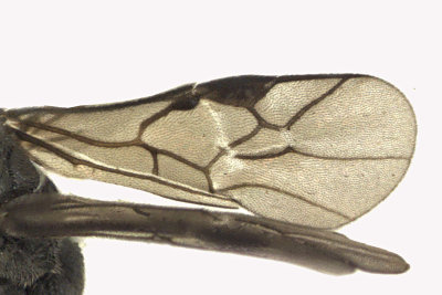 Braconid Wasp - Chelonus sp1 3 m16 3.6mm 
