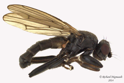 Lesser Dung Flies - Copromyzinae sp 1