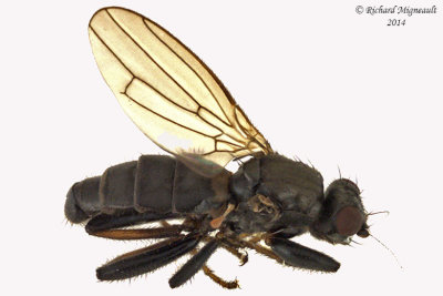 Lesser Dung Flies - Copromyzinae sp 2