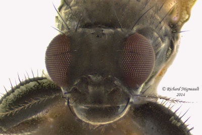 Lesser Dung Flies - Copromyzinae sp 3 