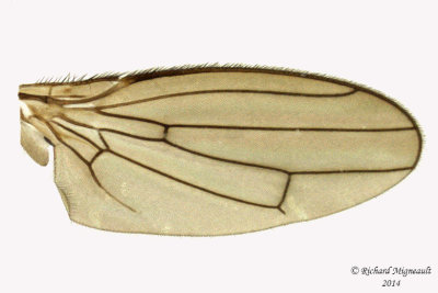 Lesser Dung Flies - Copromyzinae sp 4 