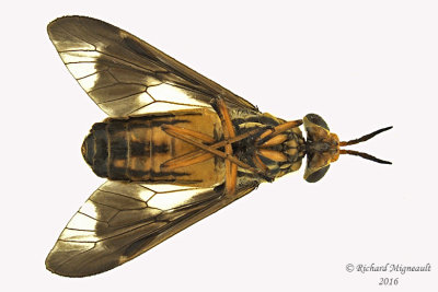 Deer fly - Chrysops vittatus 1 2 m16