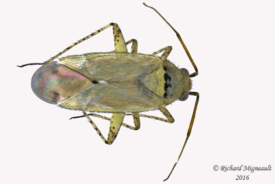 Plant bug - Phylinae sp. m16 