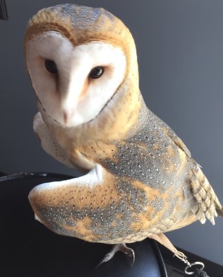 Barn Owl