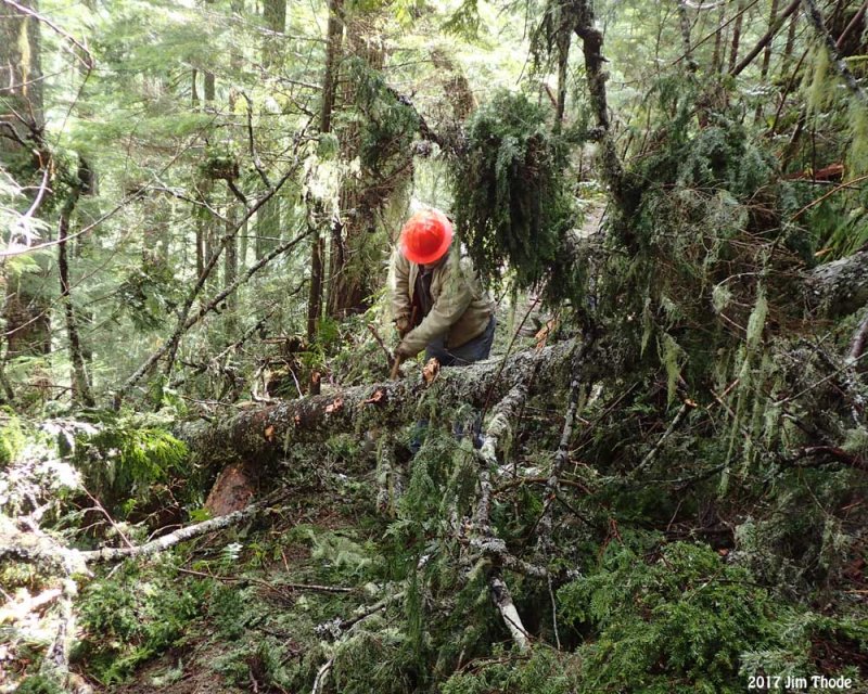 Trail Clearing