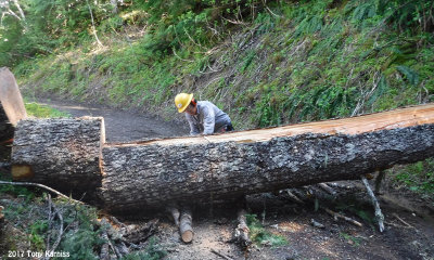 Packwood Lake Trail Clearing