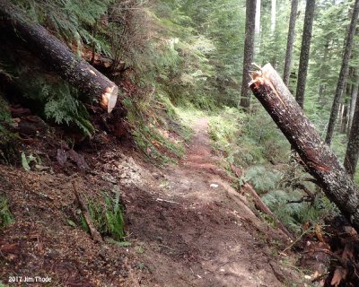 Goat Creek Trail Clearing - Cleared