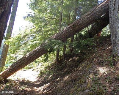 Packwood Lake Trail Before