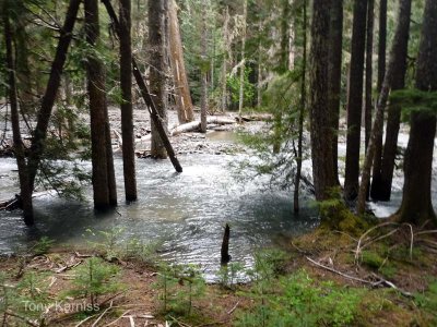 About 1/4 mile upstream from Beaver Bill Creek