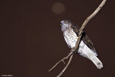 Short-toed Eagle