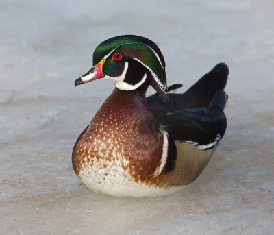 WoodDuckSmall_MG_7543.jpg