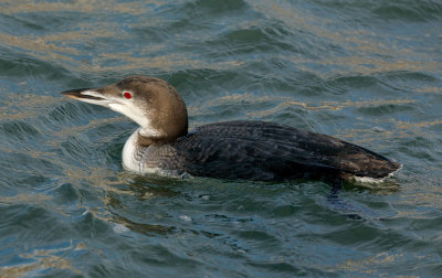 Loon_MG_4524.jpg