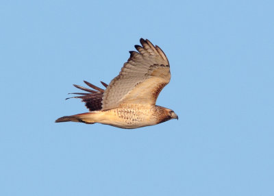 JuvenileRedTail_DPP_MG_6015.jpg