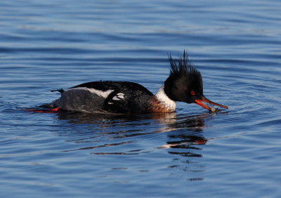 Merganser_MG_7804_Crop.jpg